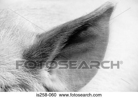 Piglet's ear View Large Photo Image Stock Image - Piglet's ear. Fotosearch