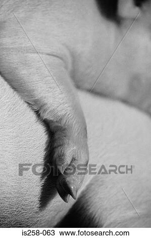 Piglet's trotter View Large Photo Image Stock Image - Piglet's trotter. Fotosearch