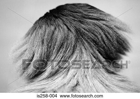 Rear view of monkey's head View Large Photo Image Picture - Rear view of monkey's head. Fotosearch