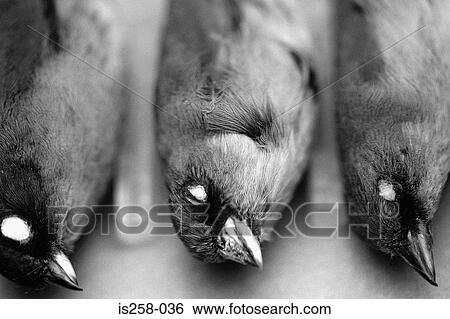 Row of dead birds View Large Photo Image Stock Photograph - Row of dead birds. Fotosearch
