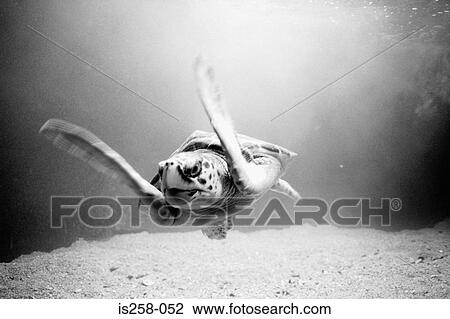 Sea turtle swimming View Large Photo Image Stock Image - Sea turtle swimming. Fotosearch