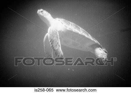 Sea turtle swimming View Large Photo Image Stock Photography - Sea turtle swimming. Fotosearch