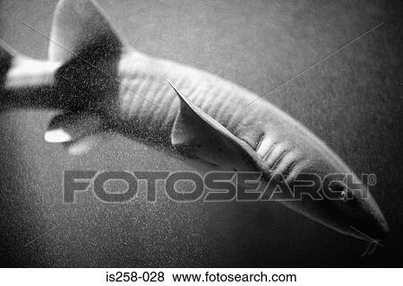 Shark View Large Photo Image Stock Photo - Shark. Fotosearch