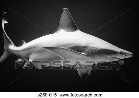 Shark View Large Photo Image Stock Photography - Shark. Fotosearch