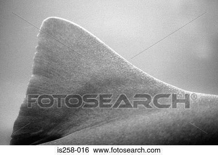 Shark's fin View Large Photo Image Stock Photograph - Shark's fin. Fotosearch