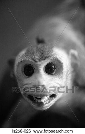Stock Photograph - Small monkey. Fotosearch