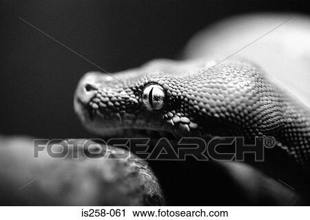 Snake's head View Large Photo Image Stock Image - Snake's head. Fotosearch