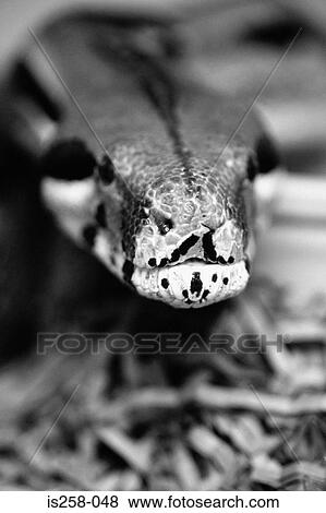 Snake's head View Large Photo Image Stock Photo - Snake's head. Fotosearch