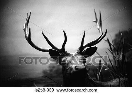 Stag View Large Photo Image Stock Photo - Stag. Fotosearch