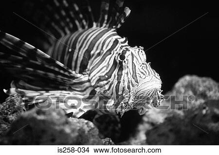 Tropical fish View Large Photo Image Picture - Tropical fish. Fotosearch