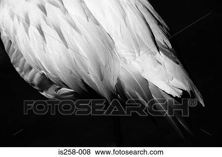 White feathers View Large Photo Image Stock Photo - White feathers. Fotosearch