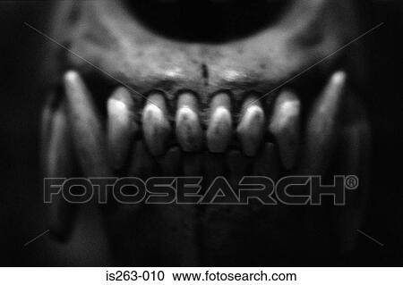 Animal skull View Large Photo Image Stock Image - Animal skull. Fotosearch
