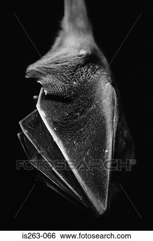 Bat hanging upside down View Large Photo Image Stock Photograph - Bat hanging upside down. Fotosearch