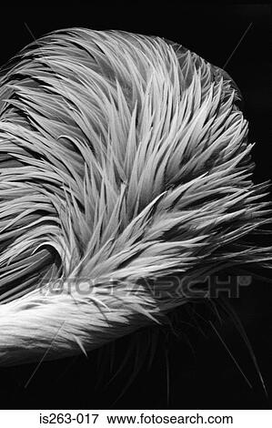 Bird's plumage View Large Photo Image Stock Photo - Bird's plumage. Fotosearch