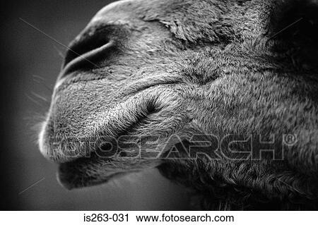 Camel's nose View Large Photo Image Stock Image - Camel's nose. Fotosearch