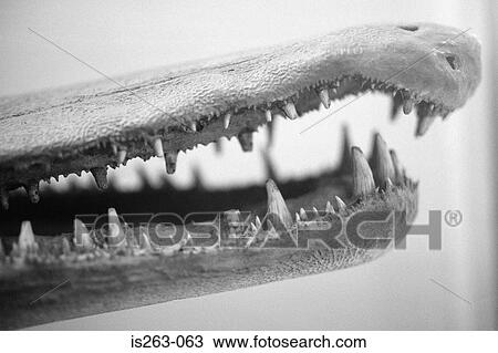 Crocodile's mouth View Large Photo Image Stock Image - Crocodile's mouth. Fotosearch