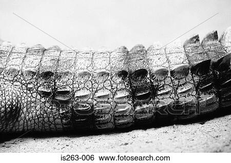 Stock Photograph - Crocodile's tail. Fotosearch