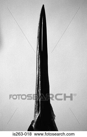Stock Photo - Crow's beak. Fotosearch