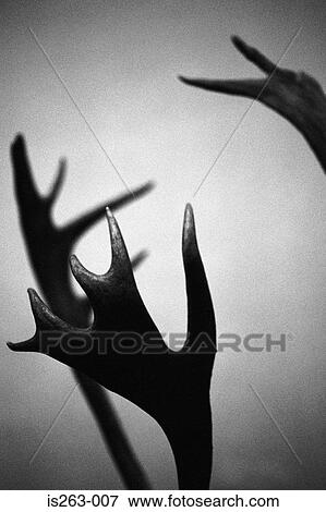 Deer's antler View Large Photo Image Stock Photo - Deer's antler. Fotosearch