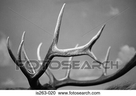 Deer's antlers View Large Photo Image Stock Image - Deer's antlers. Fotosearch