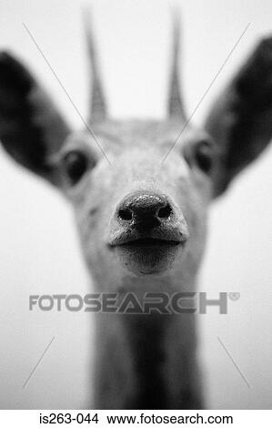 Deer's head View Large Photo Image Picture - Deer's head. Fotosearch