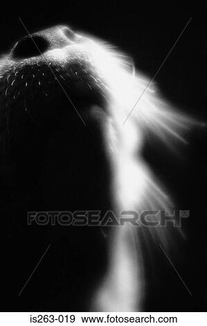 Dog's nose View Large Photo Image Stock Photo - Dog's nose. Fotosearch
