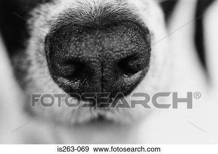 Dog's nose View Large Photo Image Stock Photo - Dog's nose. Fotosearch