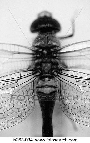 Picture - Dragonfly. Fotosearch