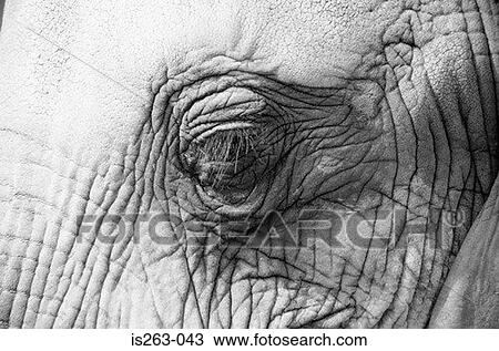 Elephant's eye View Large Photo Image Stock Image - Elephant's eye. Fotosearch