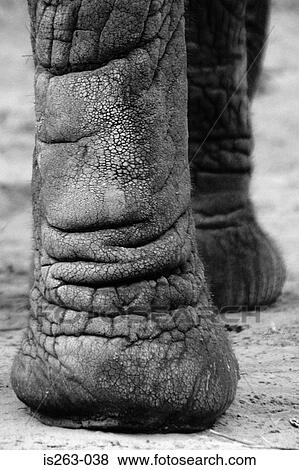 Elephant's leg View Large Photo Image Stock Photo - Elephant's leg. Fotosearch