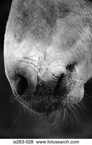Horse's nose View Large Photo Image Stock Photo - Horse's nose. Fotosearch