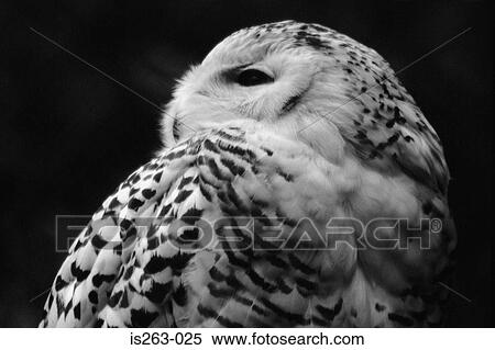 Owl View Large Photo Image Stock Photography - Owl. Fotosearch