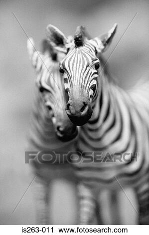 Pair of zebra's View Large Photo Image Stock Image - Pair of zebra's. Fotosearch