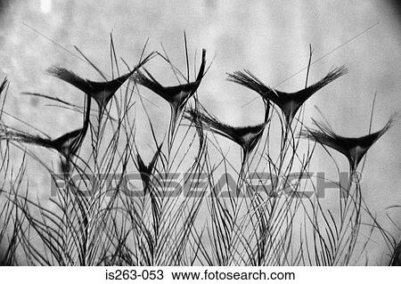 Peacock feather View Large Photo Image Stock Image - Peacock feather. Fotosearch