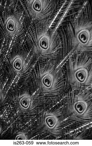Stock Photo - Peacock feathers. Fotosearch