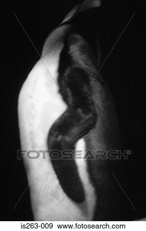 Stock Photo - Penguin's flipper. Fotosearch