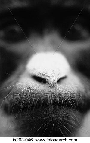 Portrait of chimpanzee View Large Photo Image Stock Photograph - Portrait of chimpanzee. Fotosearch