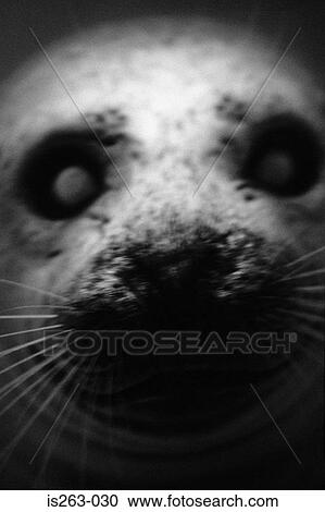 Stock Image - Portrait of seal. Fotosearch
