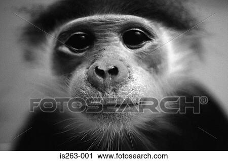 Stock Image - Portrait of small monkey. Fotosearch