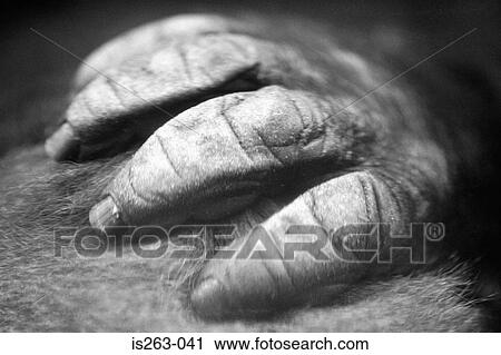 Primate's hand View Large Photo Image Stock Image - Primate's hand. Fotosearch