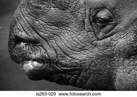 Profile of rhinoceros View Large Photo Image Stock Photo - Profile of rhinoceros. Fotosearch