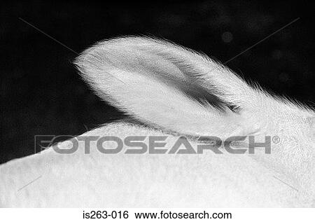 Rabbit's ear View Large Photo Image Stock Photograph - Rabbit's ear. Fotosearch