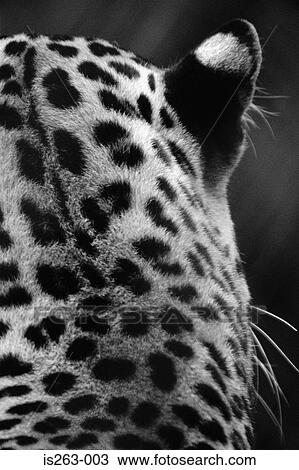 Rear view of leopard's head View Large Photo Image Stock Image - Rear view of leopard's head. Fotosearch