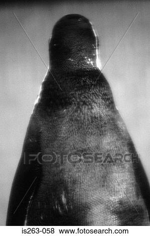 Rear view of penguin View Large Photo Image Stock Photo - Rear view of penguin. Fotosearch