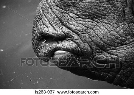 Stock Photo - Rhinoceros's nose. Fotosearch