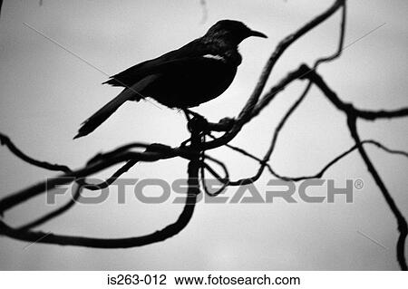 Silhouetted bird on branch View Large Photo Image Stock Image - Silhouetted bird on branch. Fotosearch