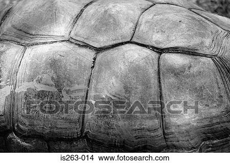 Turtle's shell View Large Photo Image Picture - Turtle's shell. Fotosearch