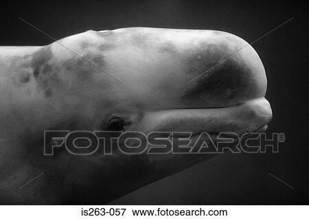 Whale's head View Large Photo Image Stock Photo - Whale's head. Fotosearch