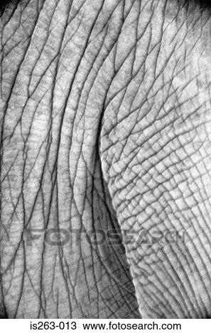 Wrinkled elephant's skin View Large Photo Image Stock Image - Wrinkled elephant's skin. Fotosearch