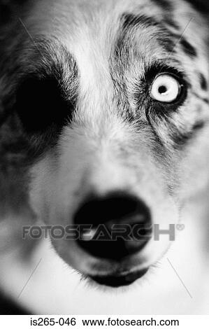 Australian sheep dog View Large Photo Image Stock Photograph - Australian sheep dog. Fotosearch